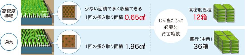 「高密度播種」で大幅な省力化を実現