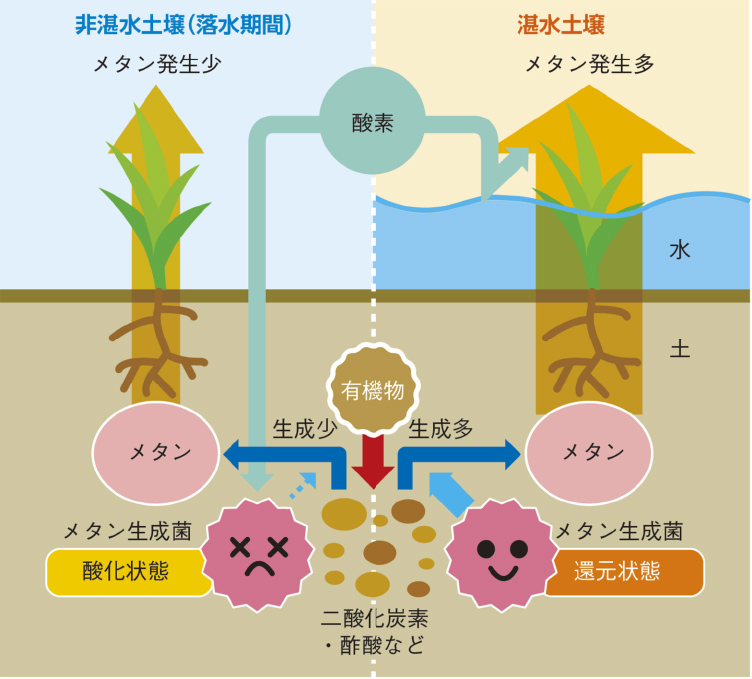 図2. メタンが水田で発生するしくみ（出典：農研機構）